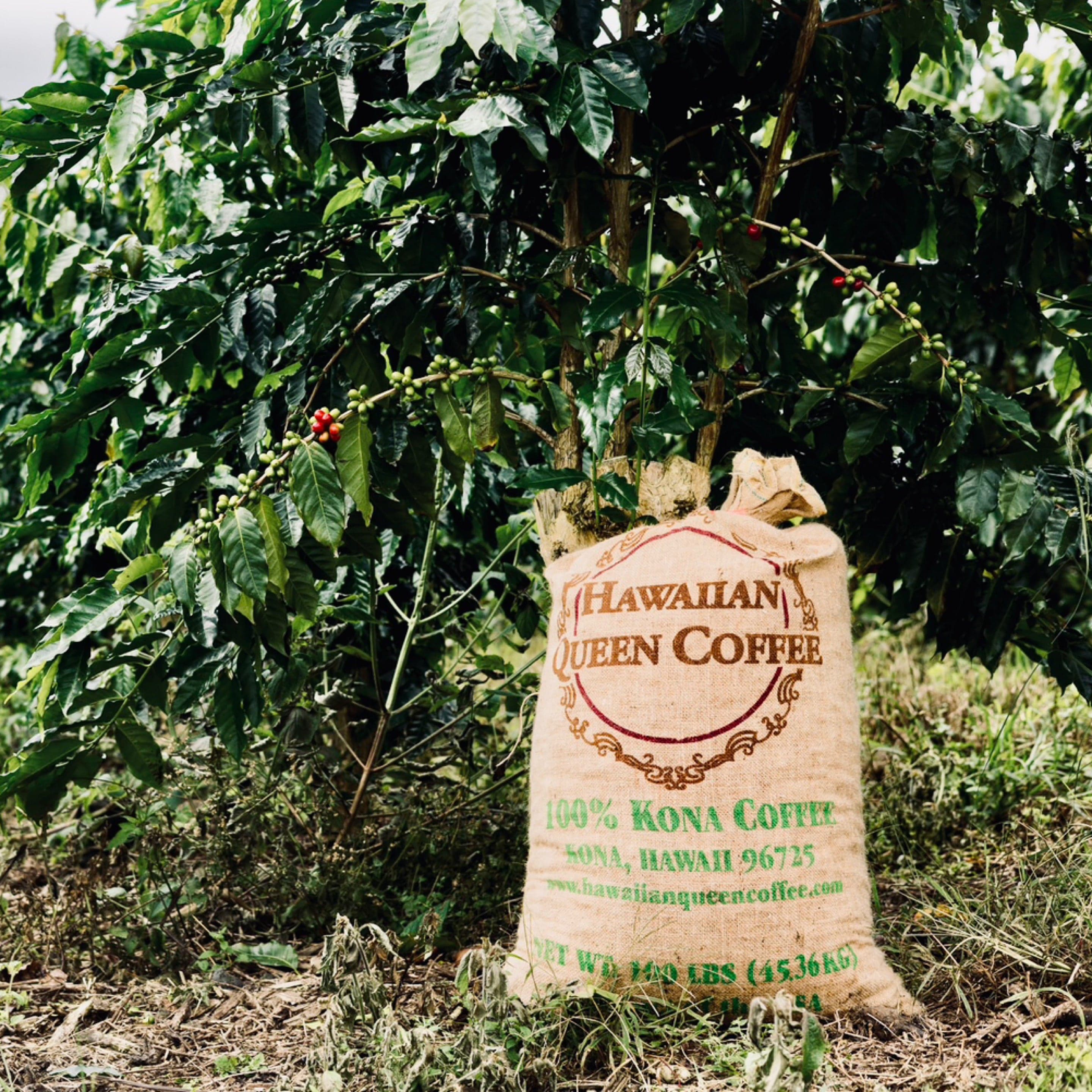 Hawaiian Queen Kona — Anaerobic Black Honey by Chad Lou's Coffee
