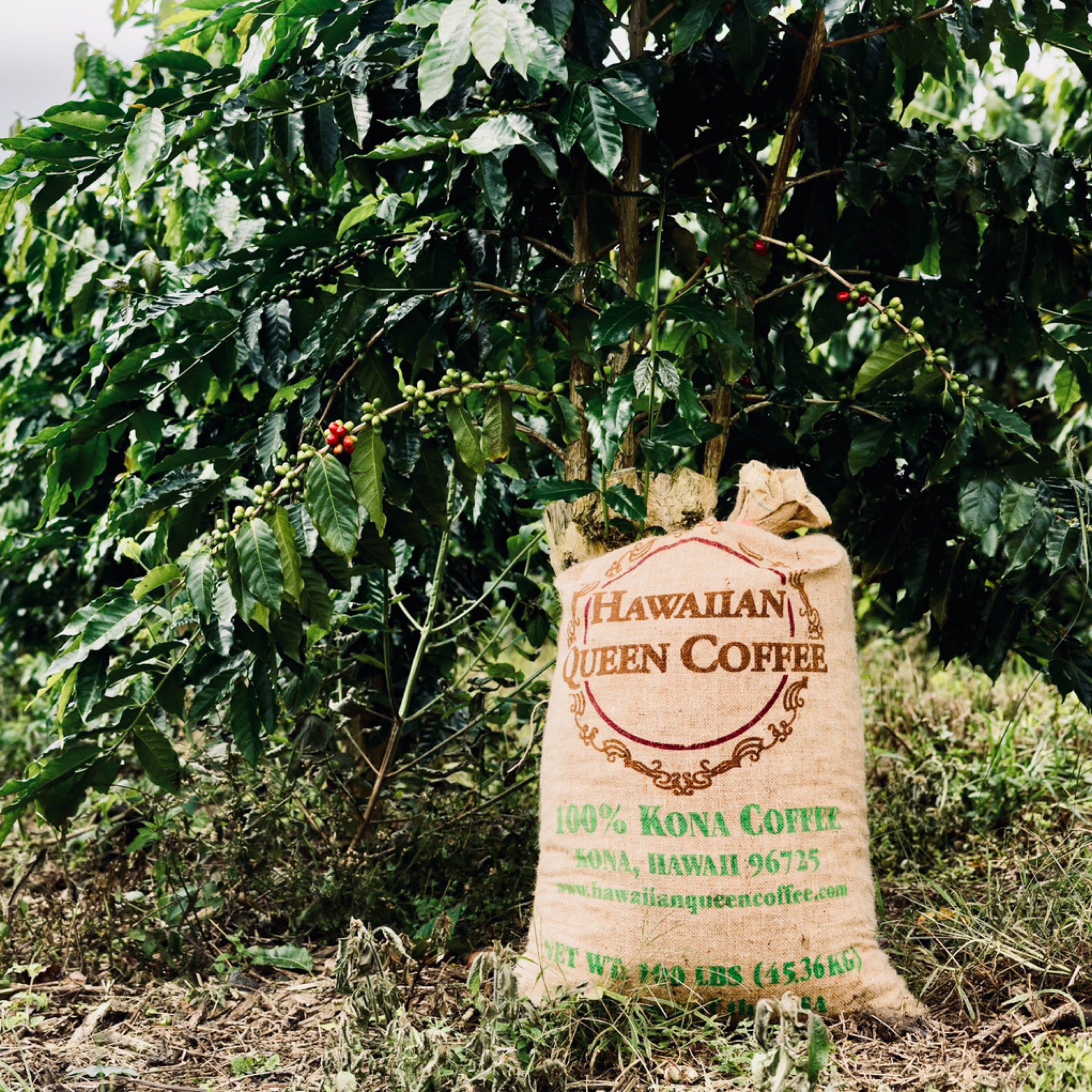 Hawaiian Queen Kona — Peaberry by Chad Lou's Coffee