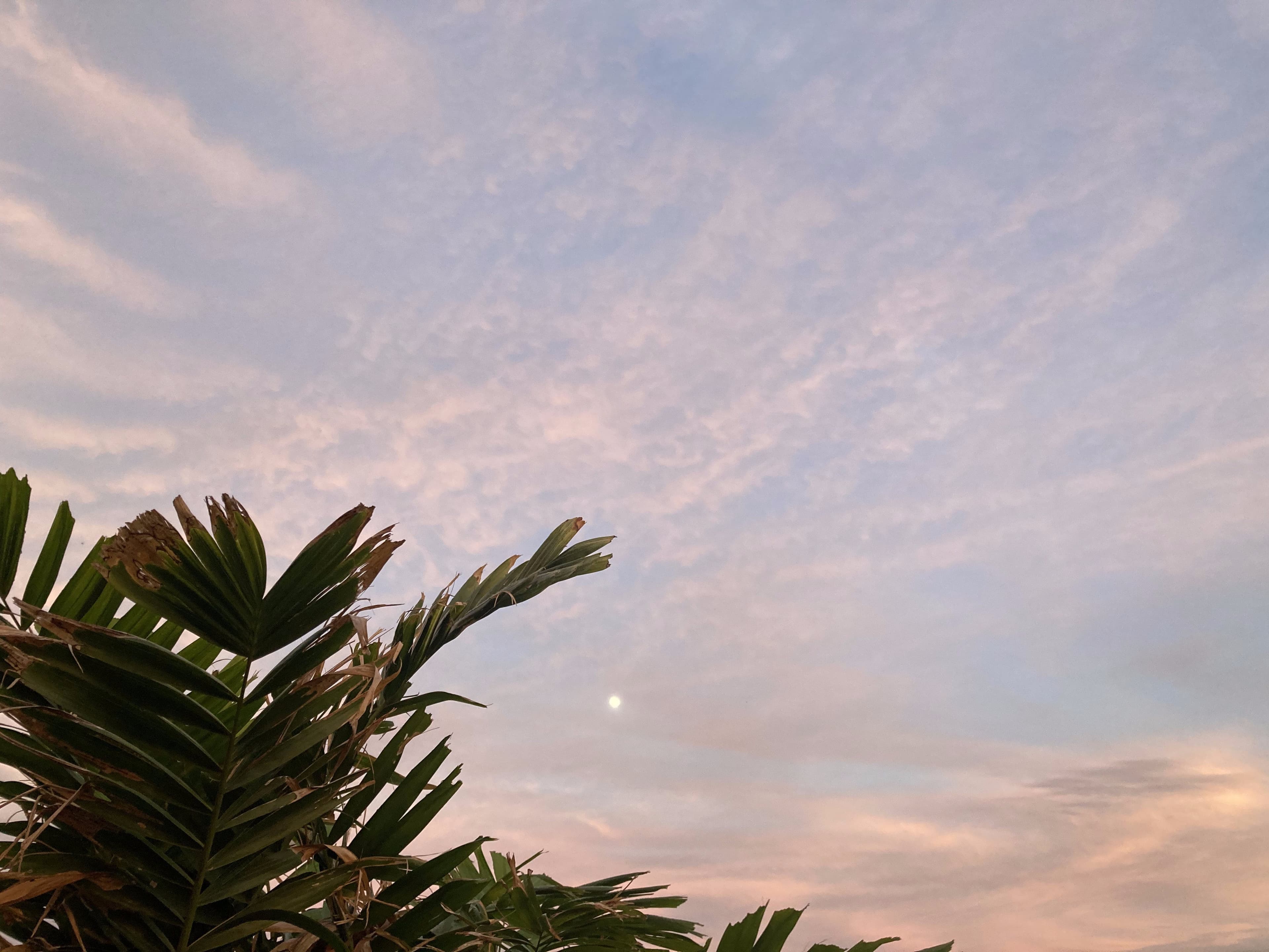 Pau Hana by Chad Lou's Coffee