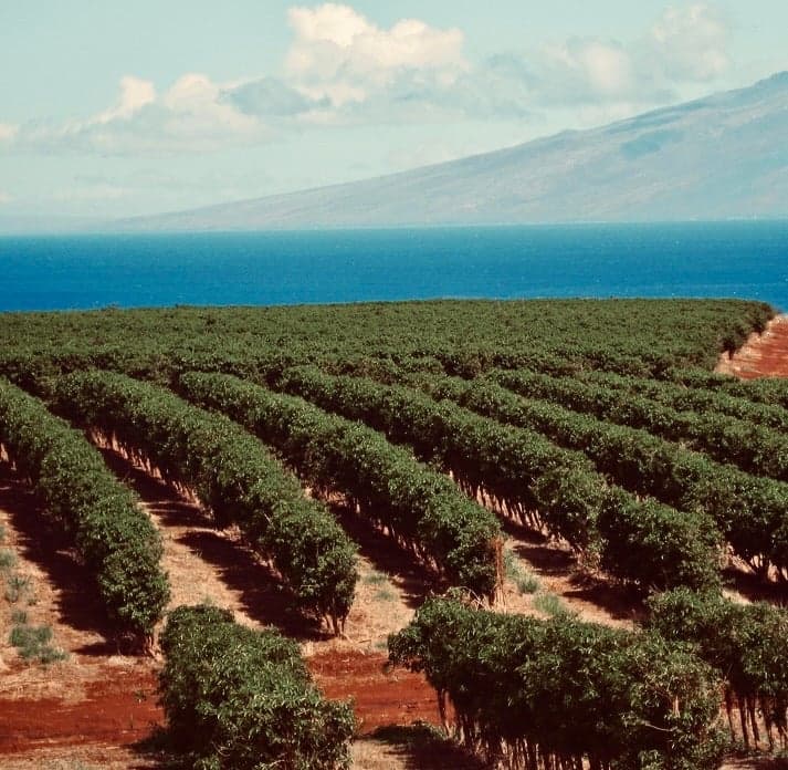 Kaʻanapali Estate MauiGrown by Chad Lou's Coffee