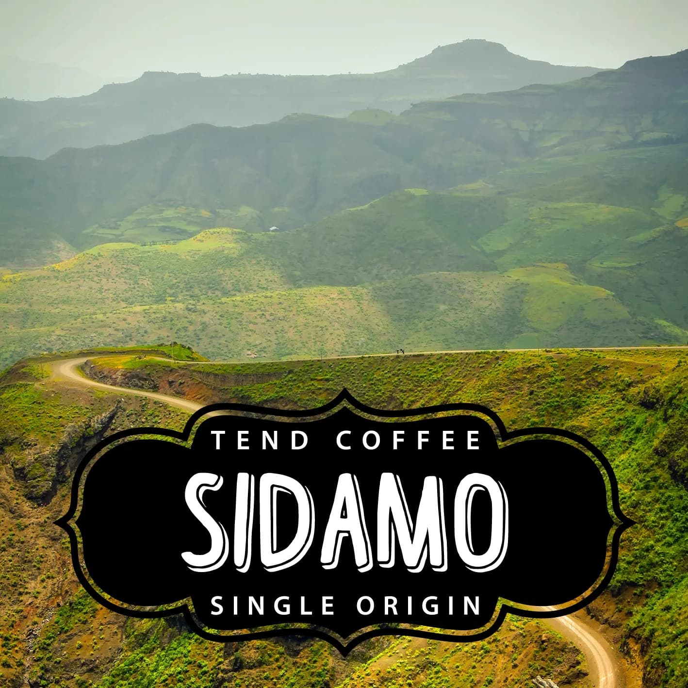 Organic Sidamo, 1lb by Tend Coffee