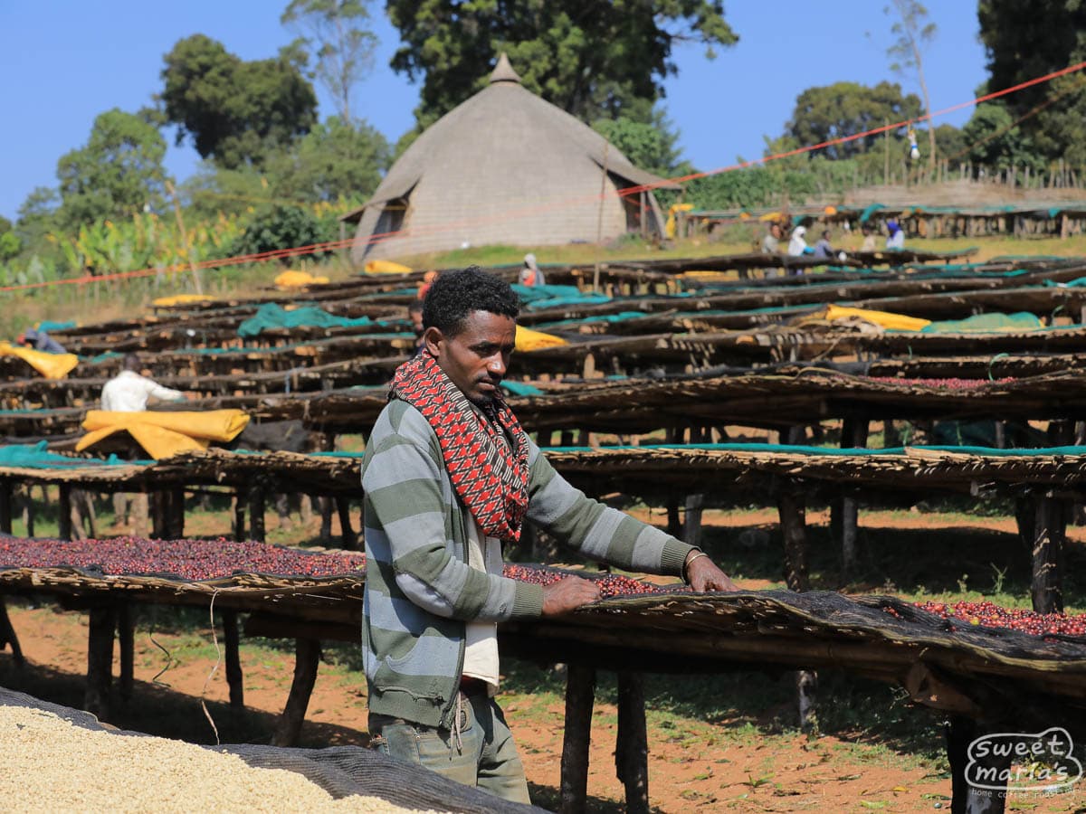 Ethiopia Guji Godina SWP Decaf