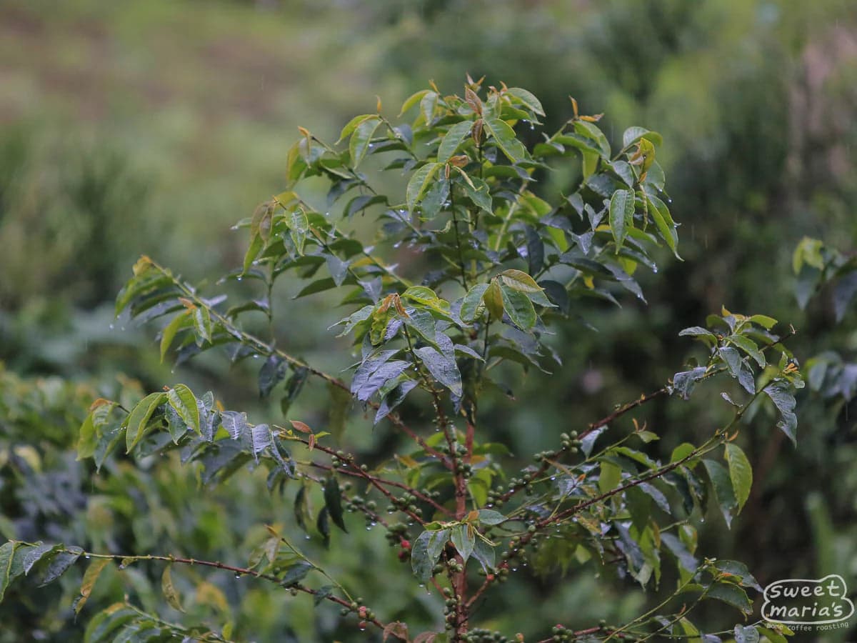 Rwanda Milles Collines Peaberry