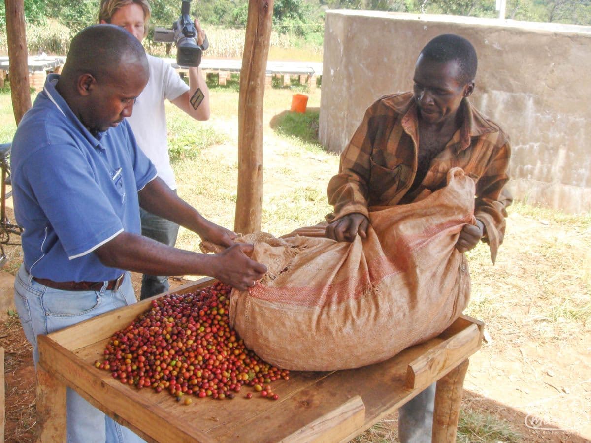 Tanzania Mbozi Mbewe Peaberry