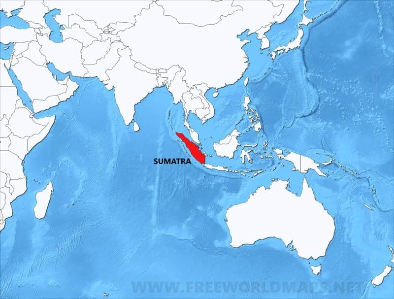 Sumatra by The Coffey Co Coffee Roaster