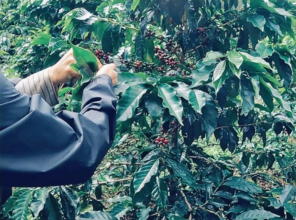 River Phin Coffee Roasters photo 3