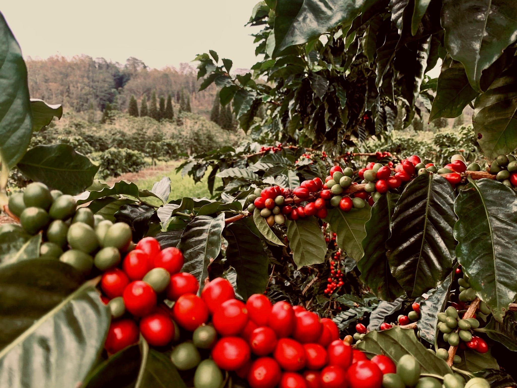 Navarro Farms 100% Kaʻū by Chad Lou's Coffee