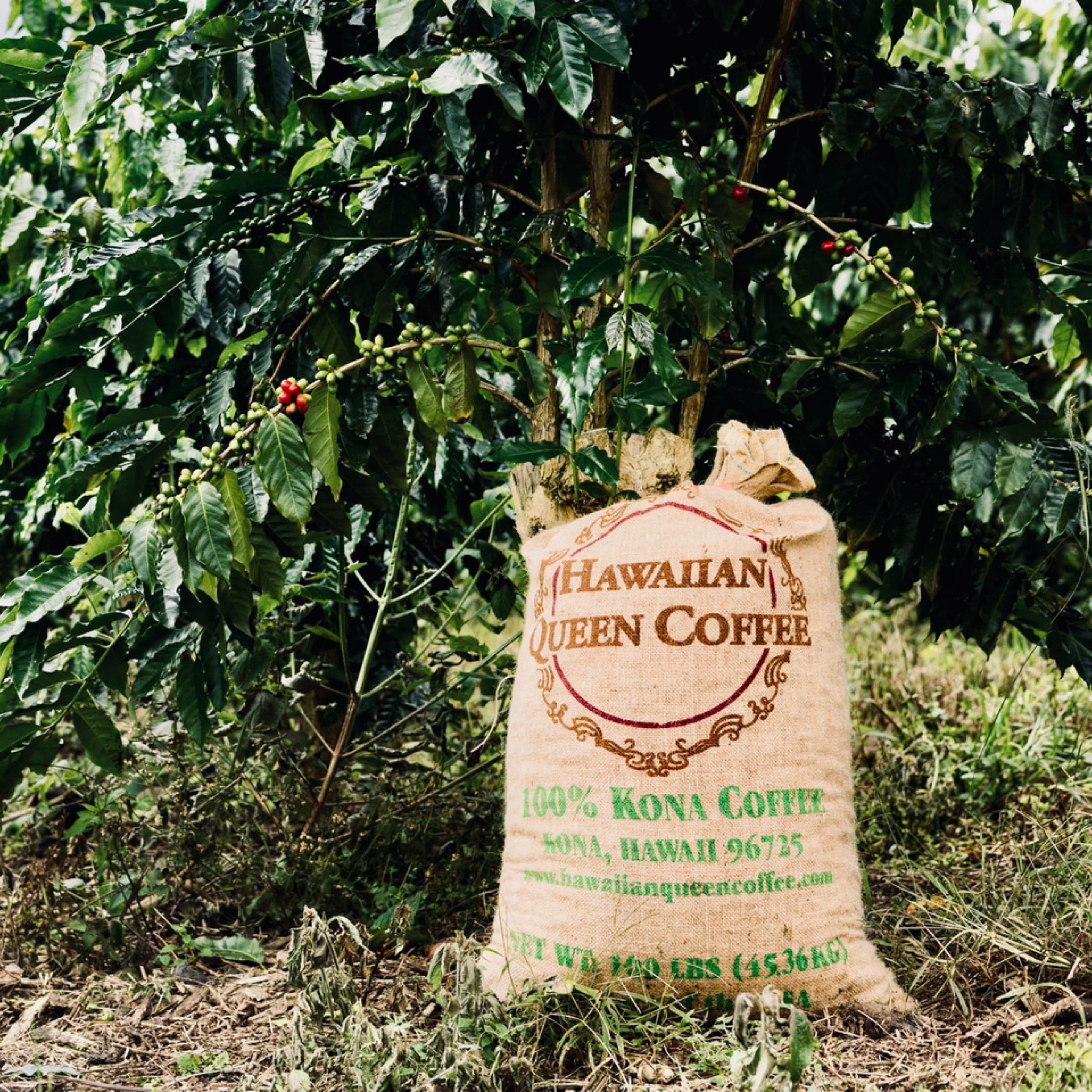 Hawaiian Queen Kona — Washed Typica by Chad Lou's Coffee