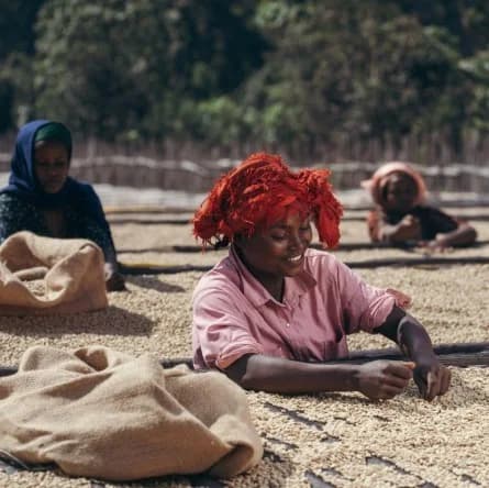 Ethiopia Washed Faysel Abdosh Duwancho Village by S&W Craft Roasting