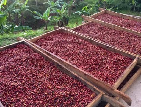 Nicaragua Jinotega Elixir Carbonic Macerated Natural Swiss Water Decaf by S&W Craft Roasting