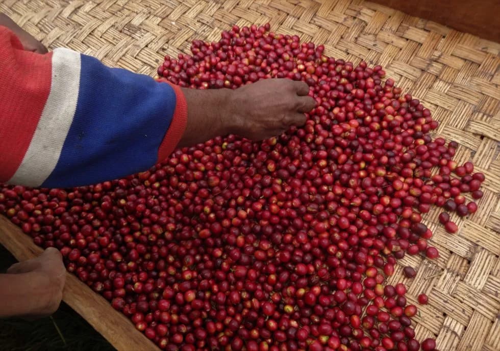Papua New Guinea Jiwaka Arufa Natural by S&W Craft Roasting