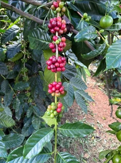 Bali Batukaang Karana Extended Fermentation Anaerobic Natural by S&W Craft Roasting