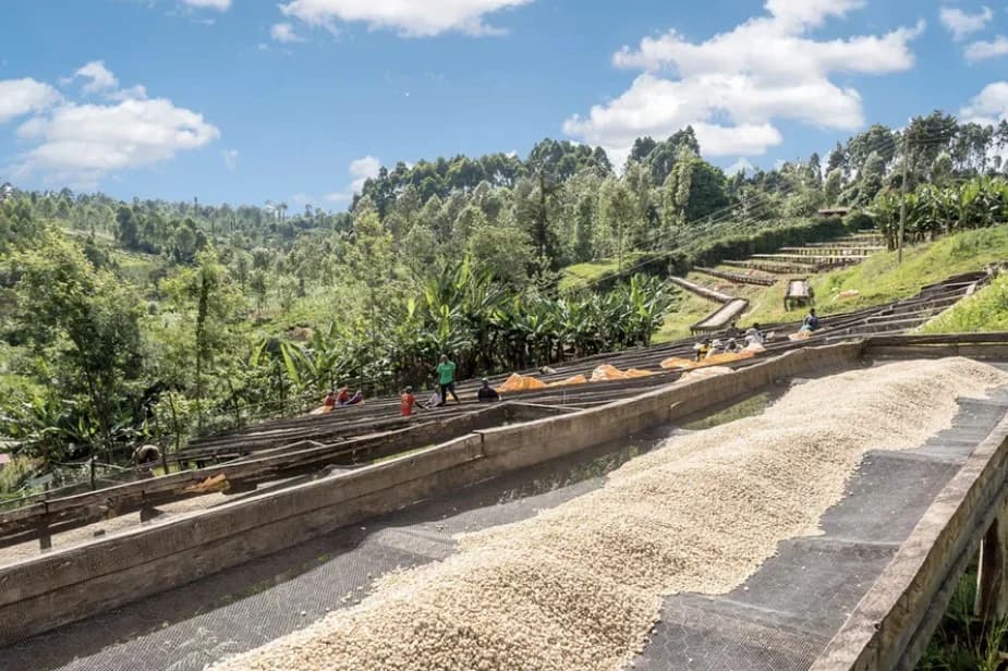 Kenya Nyeri Hill Estate AA by S&W Craft Roasting