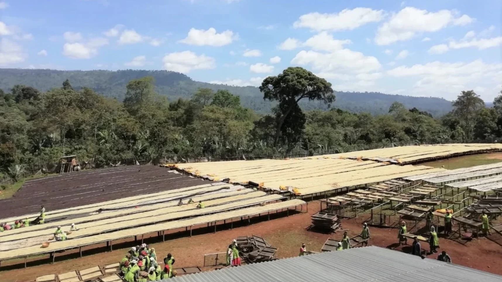 Ethiopia Worka Sakaro Anaerobic Wine Process Natural by S&W Craft Roasting