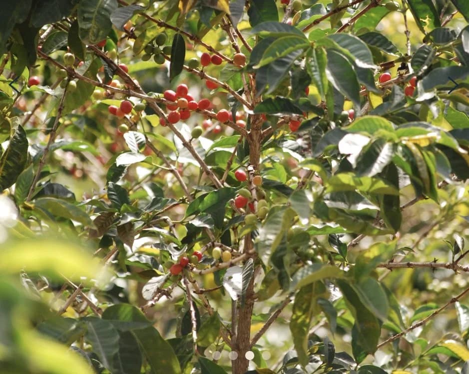 Rwanda Kinini Village Lot 5-28 by S&W Craft Roasting