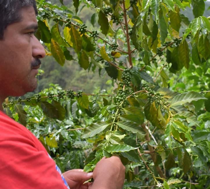 Guatemala Vista Al Bosque by S&W Craft Roasting