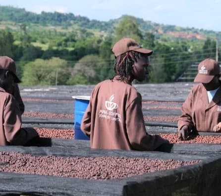 Kenya Mara Estate Anaerobic Natural