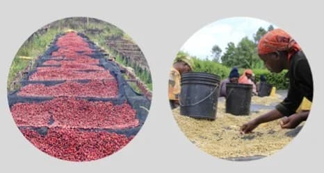 Kenya Ruiruiru Anaerobic Natural by S&W Craft Roasting