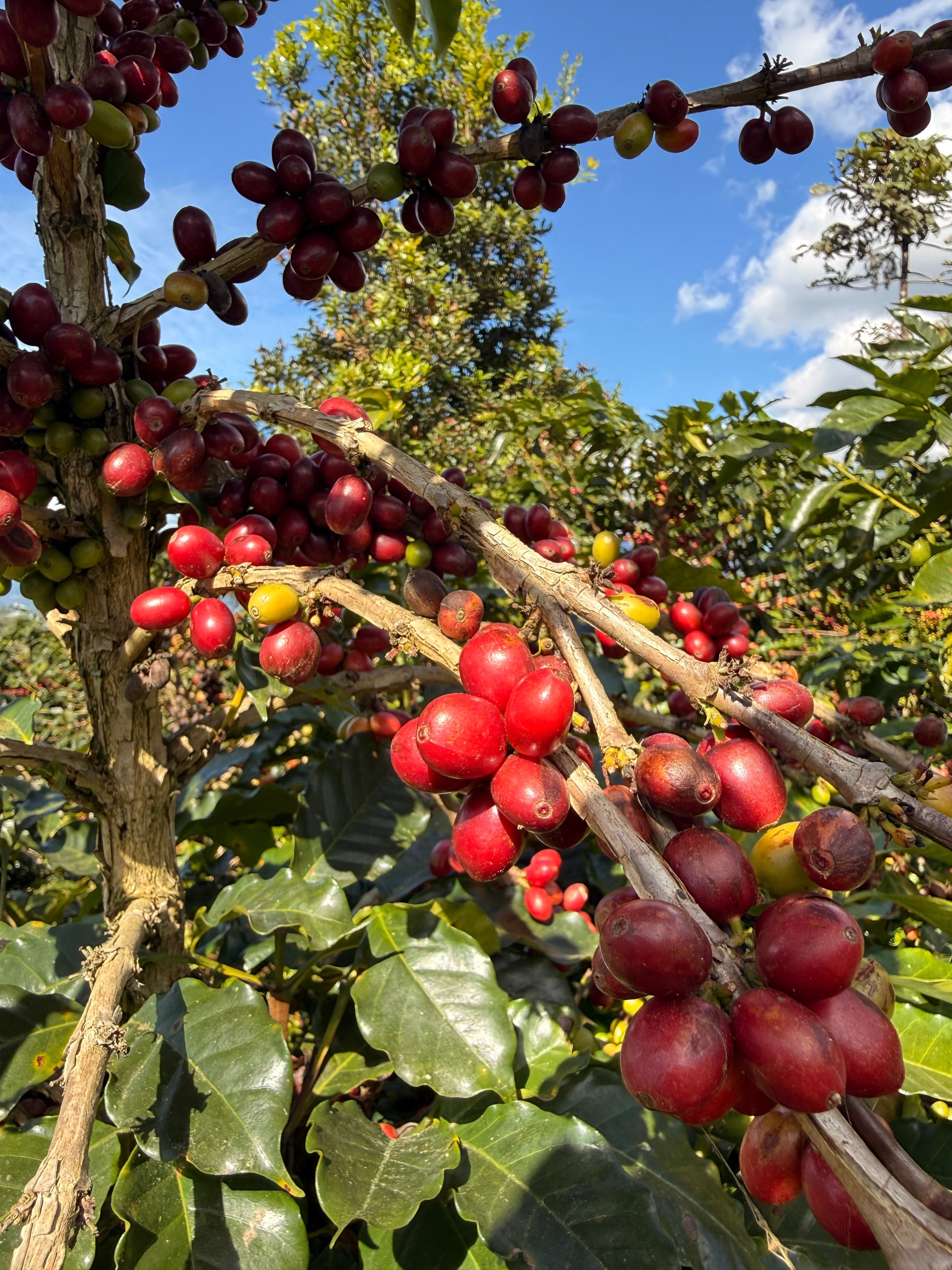Múcaro Coffees