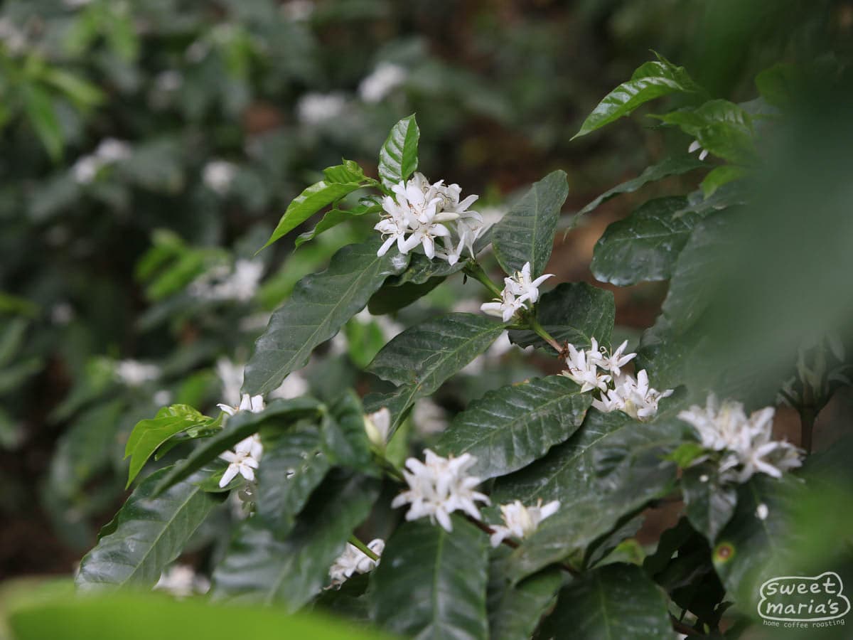 Mexico Chiapas Siltepec