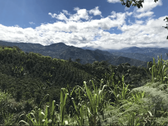 Decaf – Colombia by Relevant Coffee