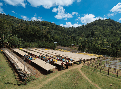 Ethiopia Kayon Mountain by Relevant Coffee