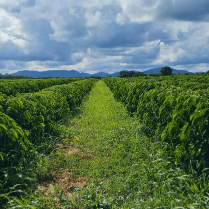 Brazil Minas Gerais Decaf, Swiss Water Process