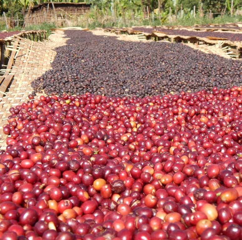 Ethiopia Sidamo Natural SWP
