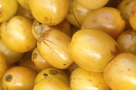 Nicaragua Idealista Yellow Bourbon Varietal Concoction