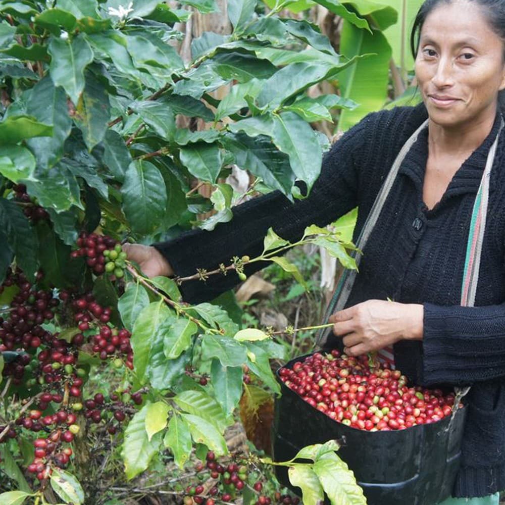 Peru FTO "Las Damas de San Ignacio", Washed by Celtic Cup Coffee Roasting