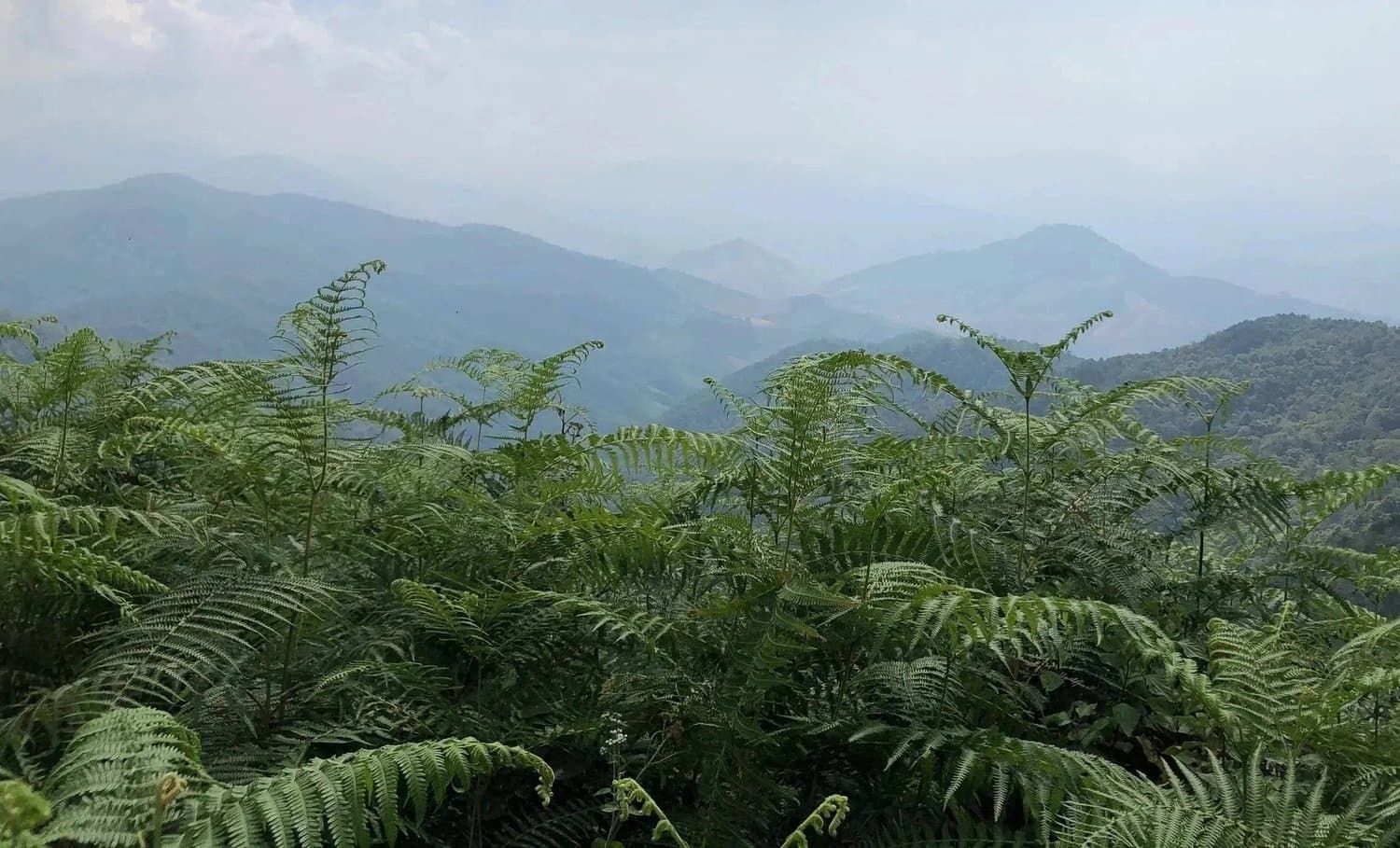 Wild Nomad Elephant Coffee
