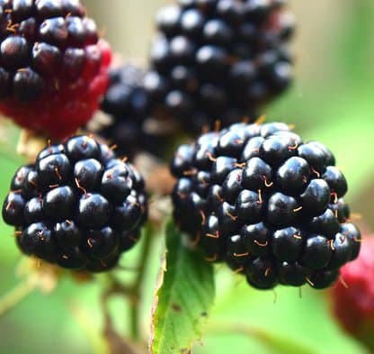 SWP-Decaffeinated Blackberry Brandy by Baltimore Coffee