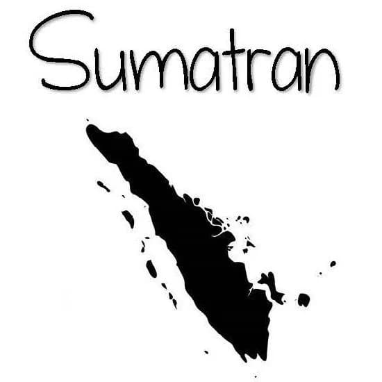 Sumatran by TEAM Bean Coffee