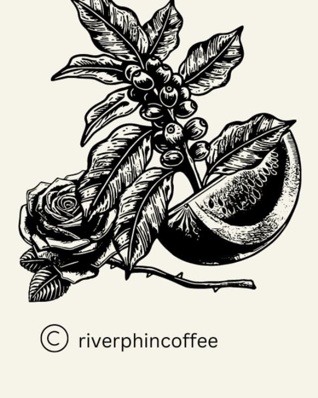 Magnum Sidra by River Phin Coffee Roasters