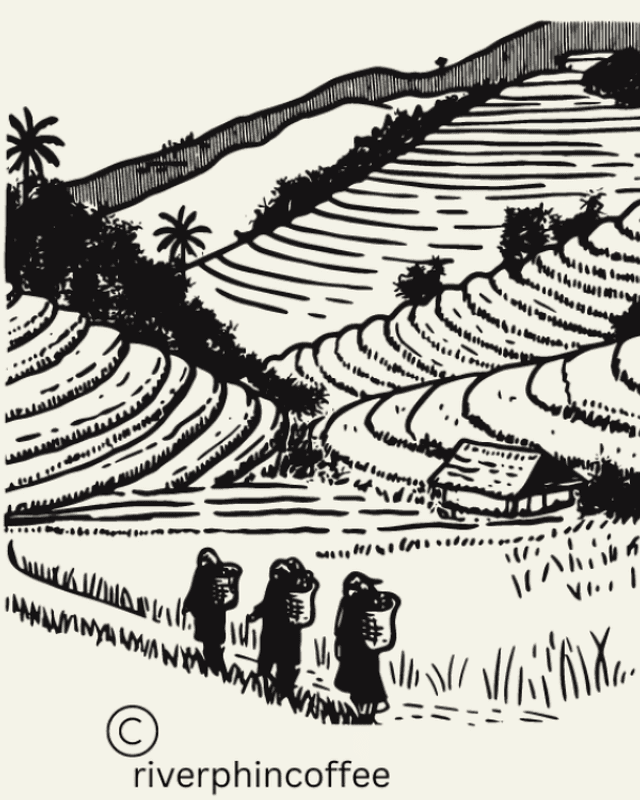 Lang Biang Mountain by River Phin Coffee Roasters
