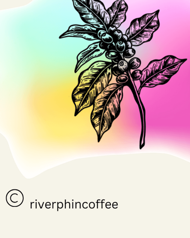 Son Pacamara Heirloom Espresso by River Phin Coffee Roasters