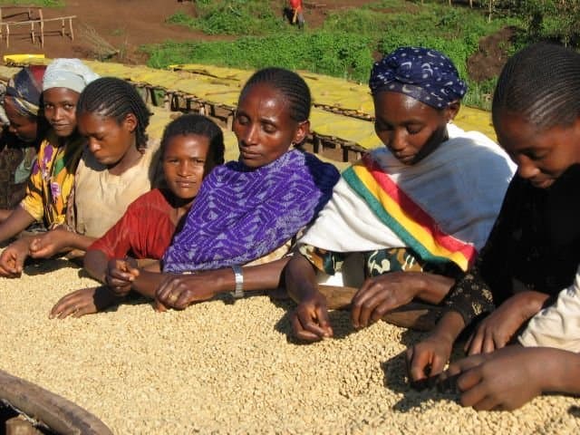 Ethiopian Sidamo ARDI by Colorado River Coffee Roasters